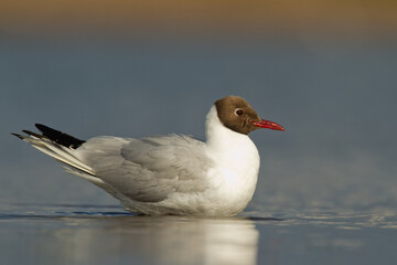 Bird black-headed gull Chroicocephalus ridibundus spring time Poland, Europe	