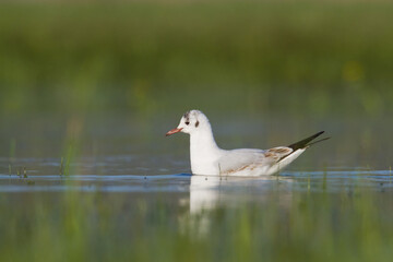 Bird black-headed gull Chroicocephalus ridibundus spring time Poland, Europe	