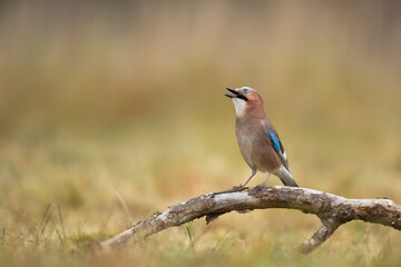 Bird Eurasian Jay Garrulus glandarius sitting on the branch Poland, Europe