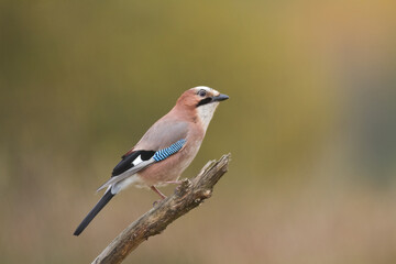 Bird Eurasian Jay Garrulus glandarius sitting on the branch Poland, Europe