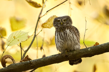 Pygmy owl Glaucidium passerinum little owl natural dark forest north parts of Poland Europe