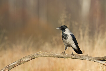 Bird - Hooded crow Corvus cornix in amazing warm background Poland Europe
