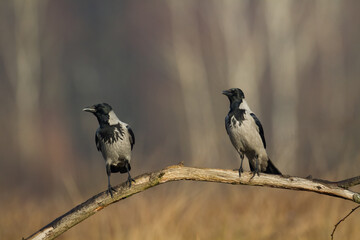 Bird - Hooded crow Corvus cornix in amazing warm background Poland Europe