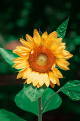 Sunflower in the Sun
