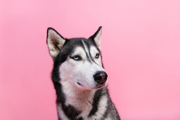 Portrait of purebred husky looking copyspace advertise for pet shop dog products isolated on pastel color background © deagreez