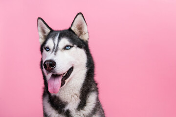 Portrait of cute siberian husky with blue eyes advertise high quality pet sale for dog lovers...