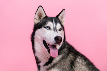 Portrait of fluffy siberian husky puppy looking his pet owner buying dog treats food isolated on pastel color background