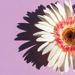 White gerbera on the purple background, flat lay, top view