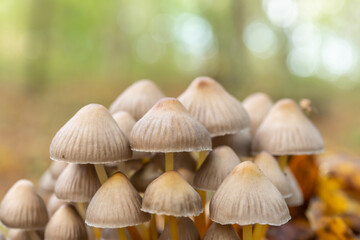 Group of mushrooms in the forest in autumn.