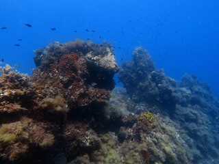 Naklejka na ściany i meble Underwater reef