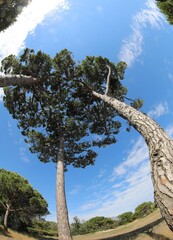 foliage of the Maritime Pines photographed with a fisheye lens