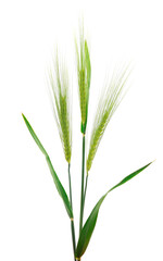 Green spikelets of wheat.