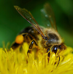 A bee collects nectar from a dandelion