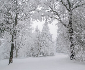 Winter scene in  forest. Trees on the mountain covered with snow.