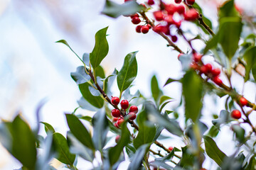 Large holy bush with many red berries, Ilex aquifolium