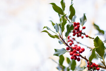 Large holy bush with many red berries, Ilex aquifolium