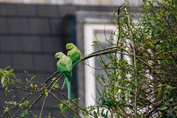 Green parakeets sitting on a brunch near a London home 
