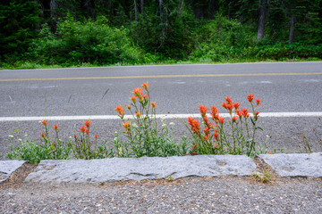 Vibrant orange paintbrush flower blooming in the crack between curb and road, Mt. Rainier National Park, WA
