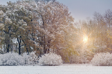 Autumn foliage trees with bush and meadow covered first winter snow at sunset. Czech landscape