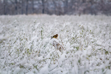 Small carduelis carduelis, european goldfinch bird sitting on snow covered grass and eating seed