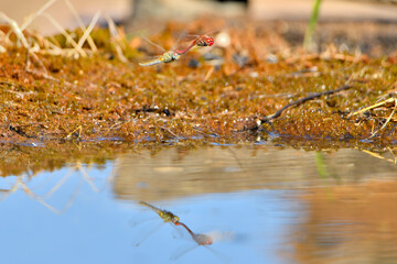 libélulas apareándose en el estanque (Pantala flavescens) y depositando los huevos. Guaro Andalucía España
