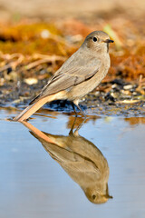  colirrojo tizón (Phoenicurus ochruros)​ en el estanque del parque bebiendo y reflejado en el agua