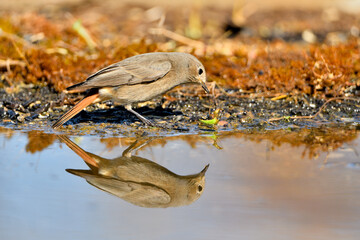  colirrojo tizón (Phoenicurus ochruros)​ en el estanque del parque bebiendo y reflejado en el...