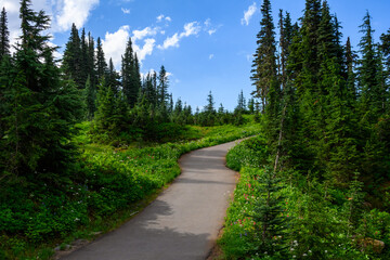 Fototapeta na wymiar Asphalt hiking path, Nisqually Vista Trail, in Paradise area of Mt. Rainier National Park, WA 