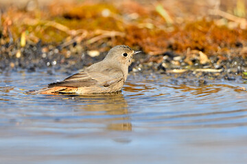  colirrojo tizón (Phoenicurus ochruros)​ en el estanque del parque bebiendo y reflejado en el...