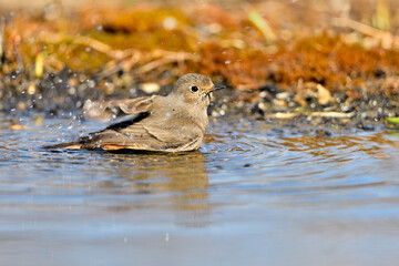  colirrojo tizón (Phoenicurus ochruros)​ en el estanque del parque bebiendo y reflejado en el agua