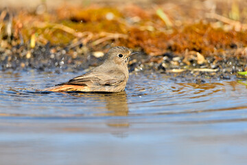  colirrojo tizón (Phoenicurus ochruros)​ en el estanque del parque bebiendo y reflejado en el agua. Guaro Andalucía España