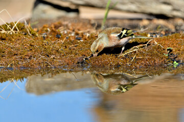 pinzón vulgar (Fringilla coelebs) en el estanque bebiendo y reflejado en el agua. Guaro Andalucía España