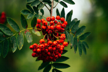 Close up on a red rowan berries in the autumn/fall