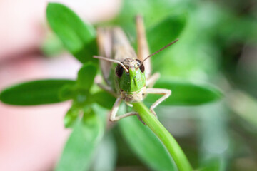 grasshopper on the grass macro