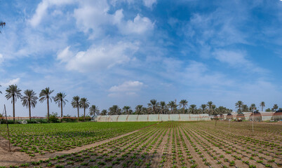 a wide view of local farm in Qatif during fall season