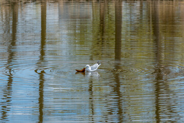 A Herring Gull Attacking A Carp On The Pond