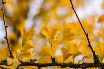 Yellow autumnal leaves of ginkgo balboa tree