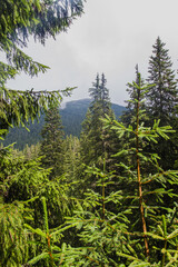 Beautifull view of Carpatian forest with fir tries	