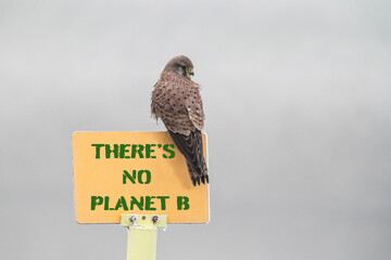 Hawk perched on yellow sign during a cold foggy day - Sign reads 'there's no planet b' - concept of...