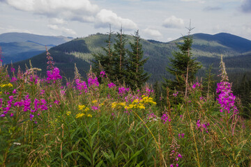 Beautifull landscape with Carpatian mountains and pine tries