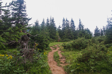 Beautifull landscape with Carpatian mountains and pine tries