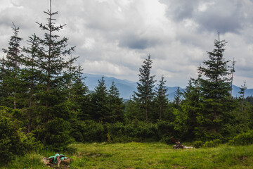 Beautifull landscape with Carpatian mountains and pine tries