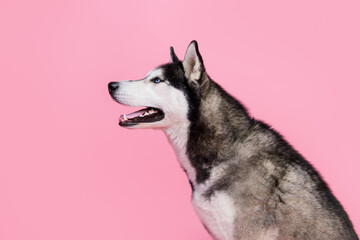 Profile side photo of adorable alaskan malamute look empty space advertise pet shop sale isolated on pastel color background