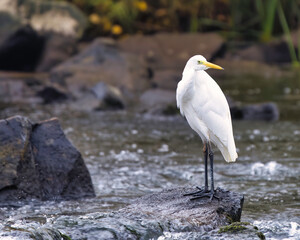 great heron