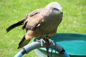 bird of prey