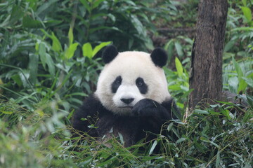 Fototapeta premium Happy Playful Panda in Taipei Zoo, Taiwan