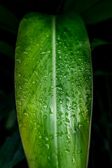 Broadleaf with water drops