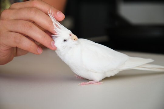 Owner hand petting its albino cockatiel. White-faced Lutinos mutation.