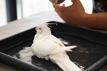 Owner hand bathing its albino cockatiel. White-faced Lutinos mutation.