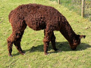 Fototapeta premium A close up of a Llama